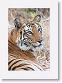 Adult female Tiger leaves Nigahi Nala