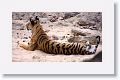 Adult female Tiger leaves Nigahi Nala
