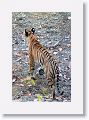 Adult female Tiger leaves Nigahi Nala