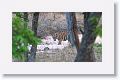 Second sub-adult Tiger at Nigahi Nala
