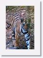 Second sub-adult Tiger at Nigahi Nala