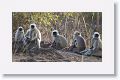 Hanuman Langur