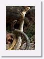 Fighting snakes