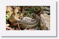 Fighting snakes