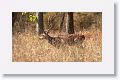 Spotted Deer (Chital)