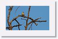 Red Collared Dove