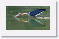 Lesser Adjutant