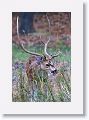 Spotted Deer (Chital)
