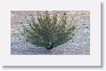 Indian Peafowl