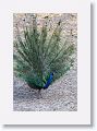 Indian Peafowl