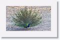 Indian Peafowl