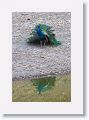 Indian Peafowl