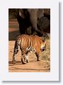 Adult Male Tiger