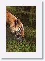 Adult Male Tiger