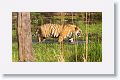 Adult Male Tiger