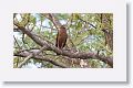 Crested Serpant Eagle