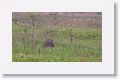 Most asian elephants in the park were domesticated but this lone male was wild