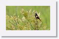 Crested Bunting