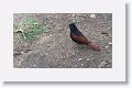 Crested Bunting