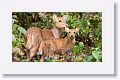 Spotted Deer