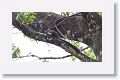 Malayan giant squirrel