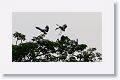 Asian Openbill Stork