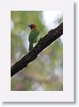 Blue-throated Barbet