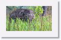 Asian elephant