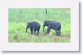 Asian elephants