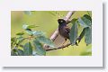 Common Myna