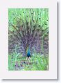 Indian Peafowl