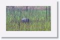 The Indian rhinoceros was re-introduced in 2007 after extinction due to heavy poaching during the Bodo uprising