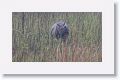 Asian rhino