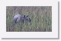 Asian rhino