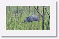 Asian rhino