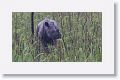 Asian rhino