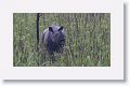 Asian rhino