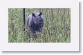 Asian rhino