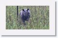 Asian rhino