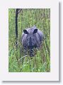 Asian rhino