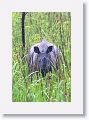 Asian rhino