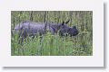 Asian rhino