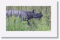 Asian rhino