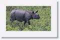 Asian rhino