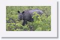 Asian rhino
