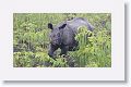 Asian rhino
