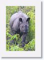 Asian rhino