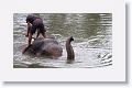 Domesticated elephants get an early morning bath before carrying tourists