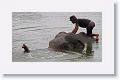 Domesticated elephants get an early morning bath before carrying tourists