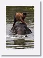 Domesticated elephants get an early morning bath before carrying tourists
